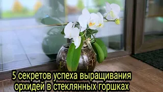 5 секретов успеха выращивания орхидей в стекле.