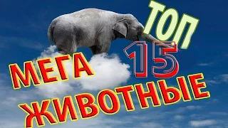 ТОП 15: САМЫХ БОЛЬШИХ ЖИВОТНЫХ КОГДА - ЛИБО ЖИВШИХ НА ЗЕМЛЕ