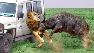 The Most Classic Encounters In Wild Animals   Harsh Life of Wild Animals, Lion,  HD