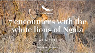 7 Encounters With the White Lions of Ngala | WILDwatch