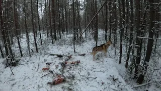 Медведь - Шатун!!! Кольский п - в. Ноябрь 2021