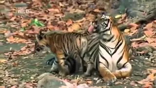 National Geographic Wild American Tiger 720p Full documentary nature HD