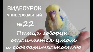🎧 Учим попугая говорить. Урок №22: "Птица говорун отличается умом и сообразительностью"