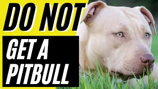7 Reasons Why You SHOULD NOT Get a Pitbull Dog