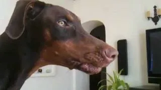 Doberman barking and protecting her house