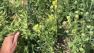 7  Full Circle Regenerative Farming In West Texas, Craig Giesbrecht