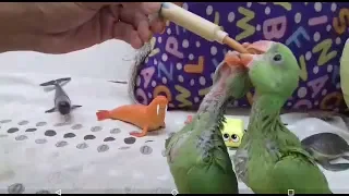 Baby Parrot Hand Feeding Sikhen | Handfeeding to a Baby Parrot By The Basic Tips _ Youtube