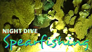 Night Dive Spearfishing in a Paradise Island [ep10] MAJURO MARSHALL ISLANDS MH