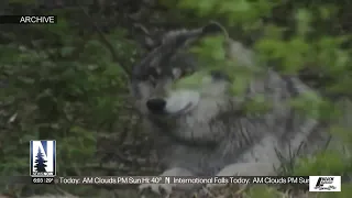 Feds Won't Restore Protections for Wolves in the Rockies