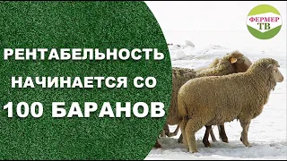 Рентабельность начинается со 100 баранов