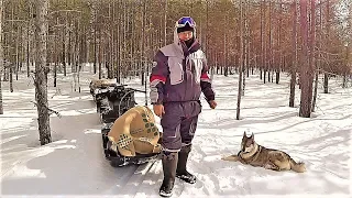 В ОКРУЖЕНИИ ВОЛКА! НЕДЕЛЮ ОДИН В ТАЙГЕ В ПАЛАТКЕ! СТРОЮ ИЗБУ! ОЧЕНЬ БОЮСЬ ЗА СОБАКУ