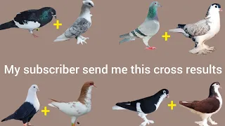 my friend's pigeon. cross breed result