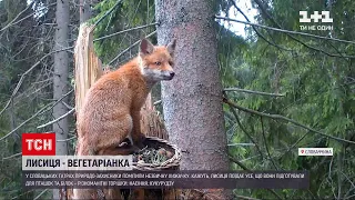 Новини світу: у словацьких Татрах помітили лисицю-вегетаріанку