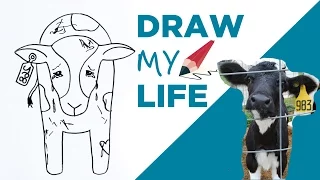 Draw My Life 🐮 A Cow in Today's Dairy Industry