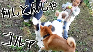 ドッグランで２歳娘を他の犬から守ろうとする柴犬｜犬と子供のvlog