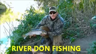 RIVER DON  BARBEL AND CHUB FISHING - VIDEO 45