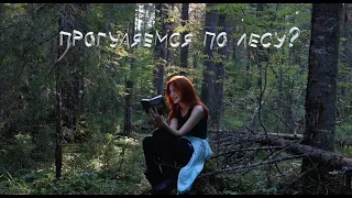 Погуляем по сибирскому лесу? ( стихи Есенина, белки, шишки, грибы, дождь)  atmosphere forest