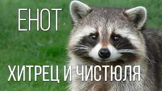 RACCOON: will Zapolskiy anyone to cuteness | Interesting facts about raccoons