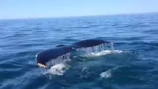 Humpback whales in the Bay of Fundy