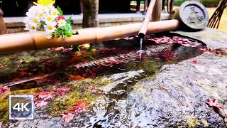 【4K Japan】Autumn Leaves Walk in Shinnyodo, Kyoto | 京都 真如堂の紅葉散歩