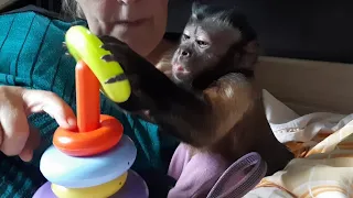 Обезьяна Милаша и пирамидка/очень умный капуцин  #обезьяна #monkey #petmonkey