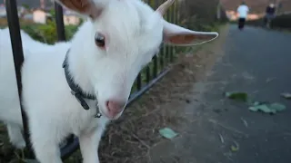 山羊に頭突きされる A goat comes out and headbutts me lol