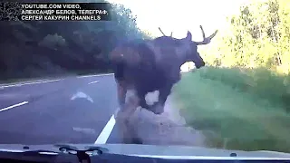 What To Do If A Moose Runs In Front Of Your Car