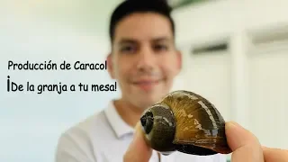 Granja de CARACOL o TEGOLOLO y preparación de esta delicia de platillo EXÓTICO