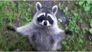 ТОП 5 лучшие видео с енотами 9. Енот полоскун. TOP 5 best videos from raccoons