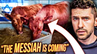 Red Heifer's FINALLY Arrived in ISRAEL & It's Almost Time... @TheIsraelGuys