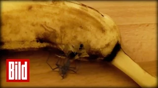 Spinne ist voll Banane - Horror aus Südamerika ( Schale / Horrofilm / Spider )