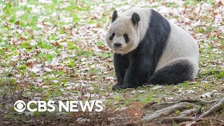 3 giant pandas at National Zoo return to China after 23 years in U.S.