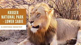 Kruger National Park | Lower Sabie | Lions everywhere | Day 2