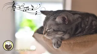 Music to Relax Cats - Deep Sleep Music, Calming Music, Anxiety Relief