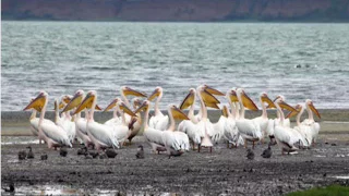 Водно болотные угодья Маныч Гудило