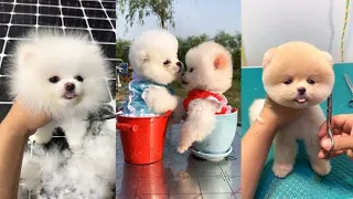 Tik Tok Chó Phốc Sóc Mini pomeranian - funny and cute pomeranian videos