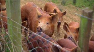 Borger Free Range Pigs and Eggs