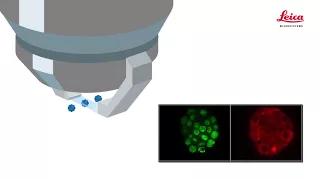 Digital Light Sheet Microscopy | 3D Cell Biology