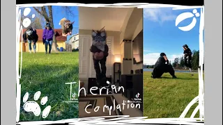 Therian compilation (my first one) #therian #alterhuman #community #nature #quadrobics #animal #edit
