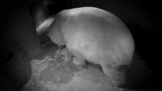 Sea World's Polar Bear Cub Takes Its First Steps