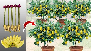 Techniques Graft Lemon Tree 5 branches Grow fast Get a lot of benefits 100% success