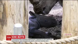 У голландському зоопарку народилося носороженя