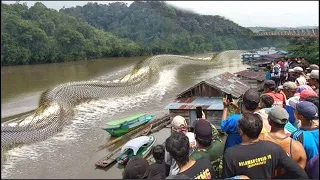 15 Animales Aterradores Que Viven En El Amazonas