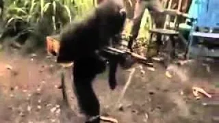 West African Monkey with an AK47, WHAT HAPPENS NEXT