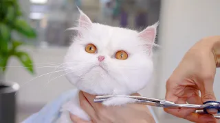 Scary white Persian cat!! Be careful when you click!! You might be surprised!! 😻🛁✂️❤️