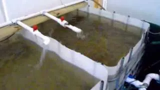 Tilapia Farming At Home - Water Changes