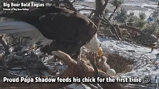 Big Bear🦅Proud Papa Shadow Feeds His Chick For The First Time🐥😋2022-03-05