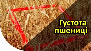 Густота пшениці - як рахувати?