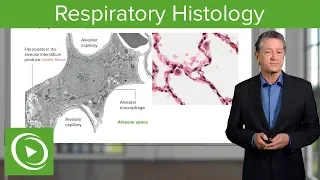 Respiratory Histology – Histology | Lecturio