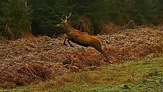 Battue en France ! Chasse aux  Cervidés, sangliers et chevreuil. Shotkam Compilation.